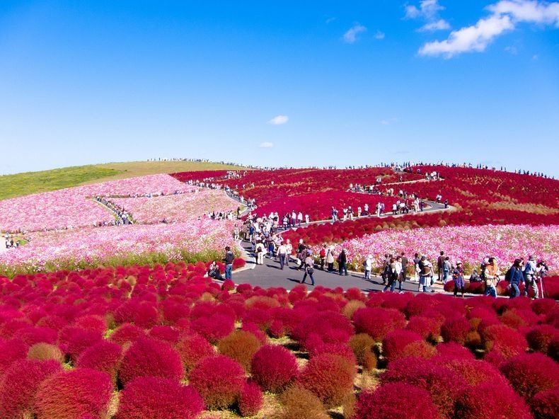 Hitachi Seaside Park Japan Tech And Facts