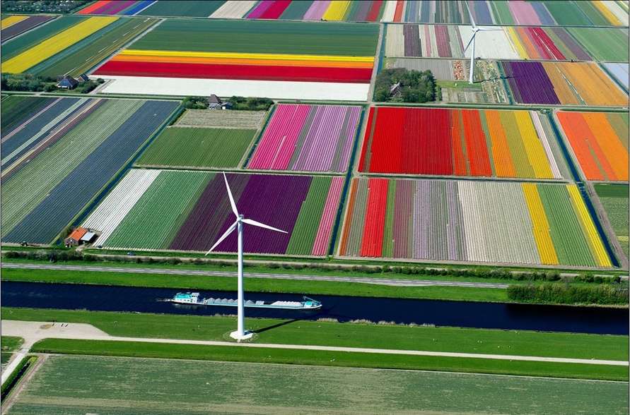 Tulip Fields in Spoorbuurt, North Holland, Netherlands