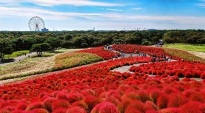 Hitachi Seaside Park