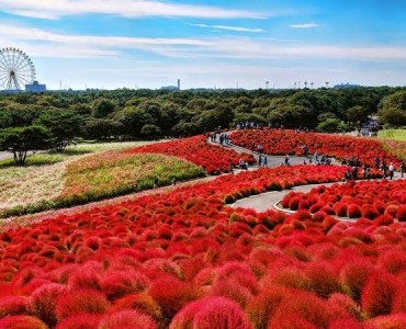 Hitachi Seaside Park