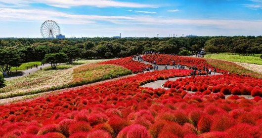 Hitachi Seaside Park