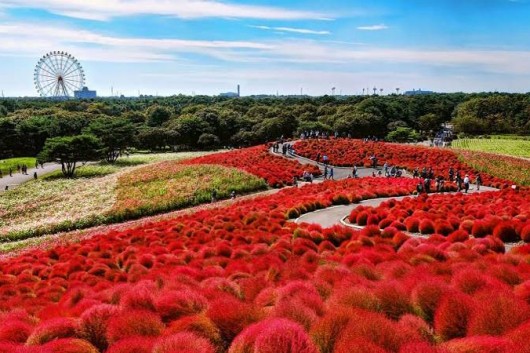 Hitachi Seaside Park