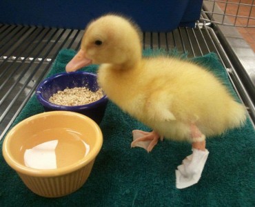 Buttercup Was Hatched in a High School Biology Lab with a Backward Left Foot