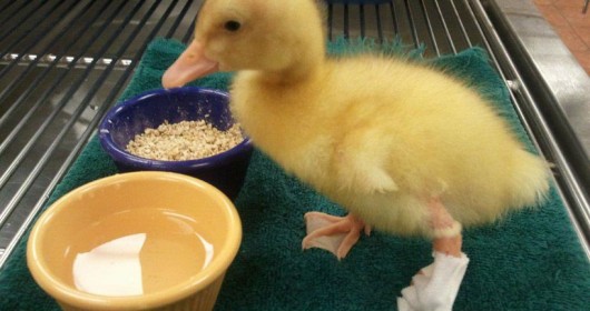 Buttercup Was Hatched in a High School Biology Lab with a Backward Left Foot