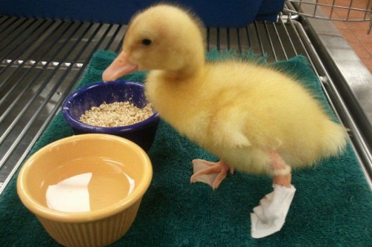 Buttercup Was Hatched in a High School Biology Lab with a Backward Left Foot