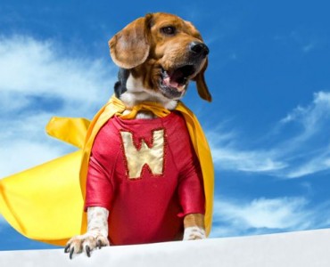 Hero Dog