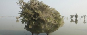 Spiderweb Tree