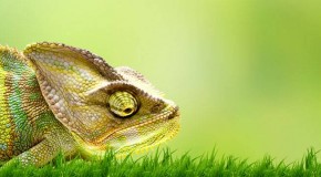 Chameleon Facts