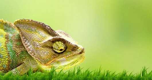 Chameleon Facts