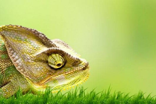 Chameleon Facts