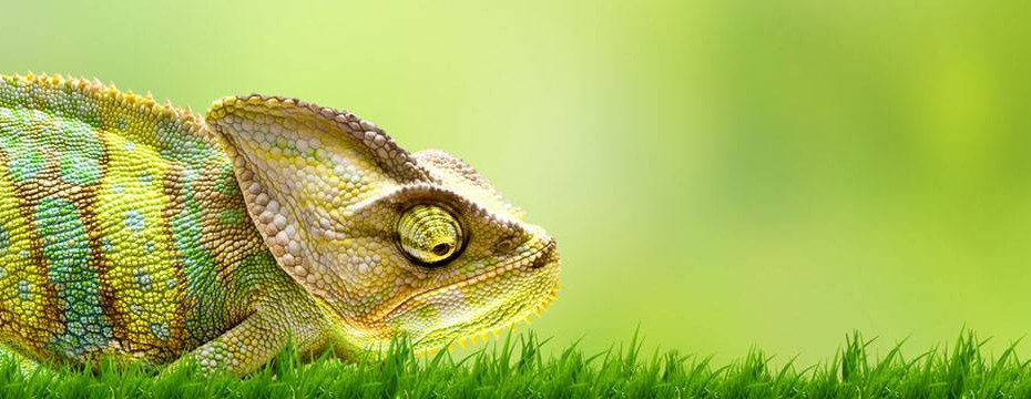 Chameleon Facts